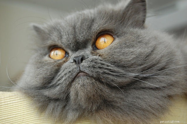 9 dicas para manter seu gato de pelo comprido livre de tapetes