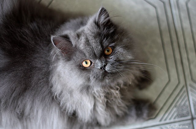 9 dicas para manter seu gato de pelo comprido livre de tapetes