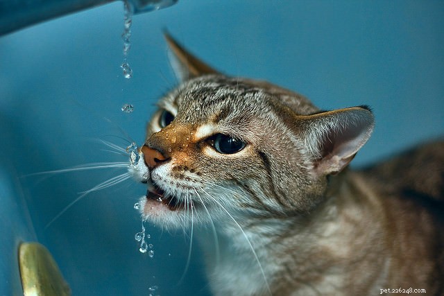 7 sätt att få din katt att dricka mer vatten