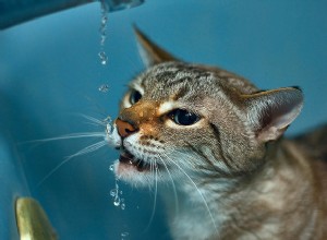 猫にもっと水を飲ませるための7つの方法 