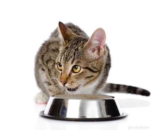 7 modi per far bere più acqua al tuo gatto
