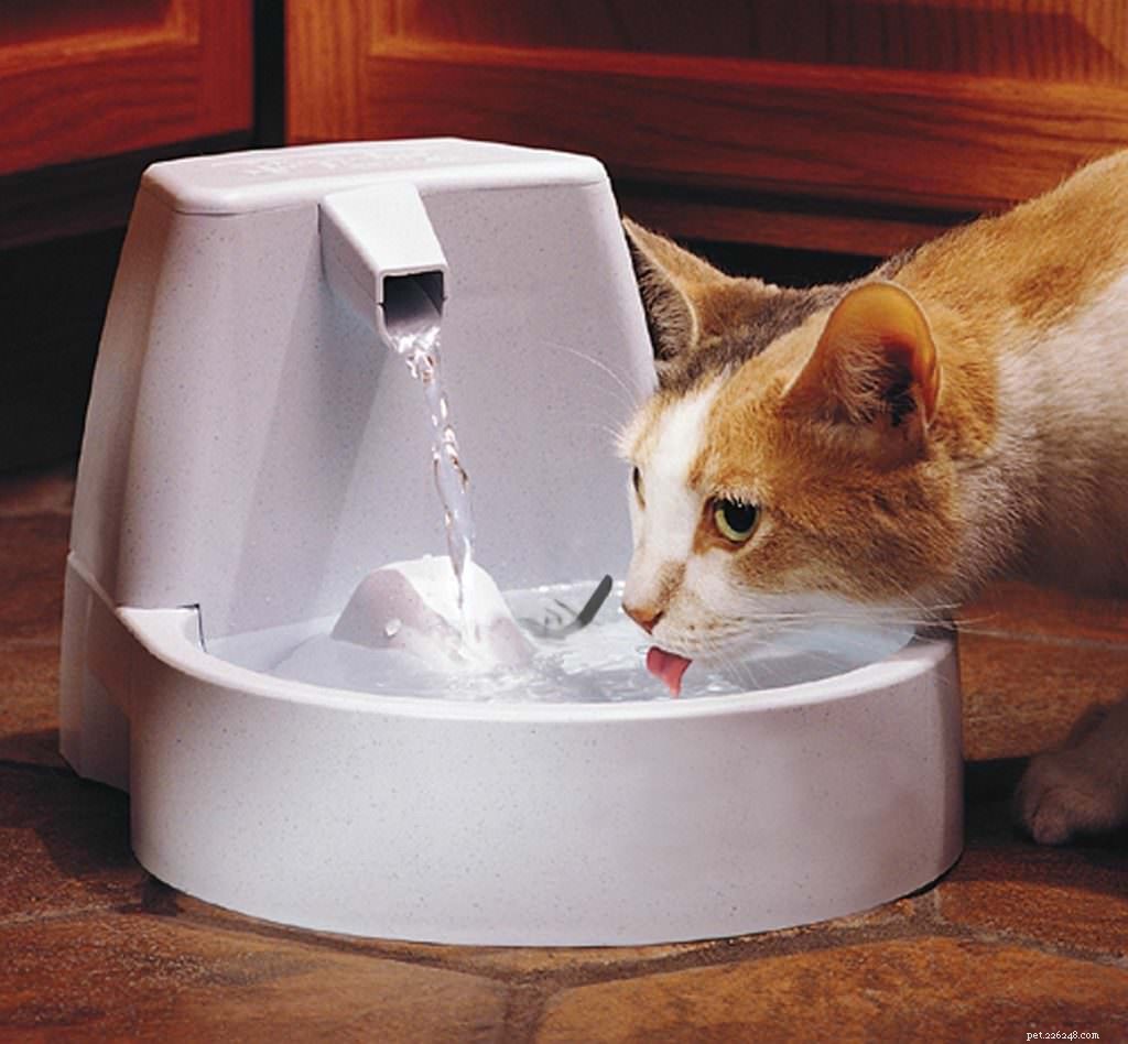 7 manieren om uw kat meer water te laten drinken