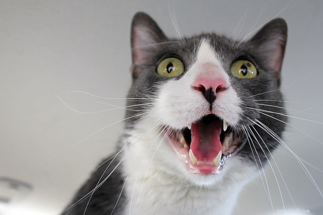 9 problemas dentários a serem observados em gatos