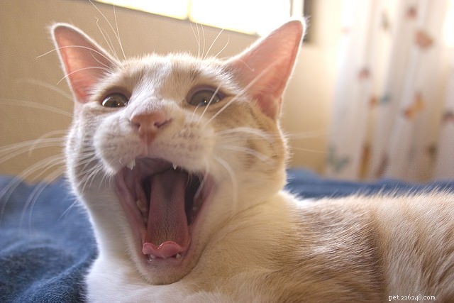 9 проблем с зубами, на которые следует обратить внимание у кошек