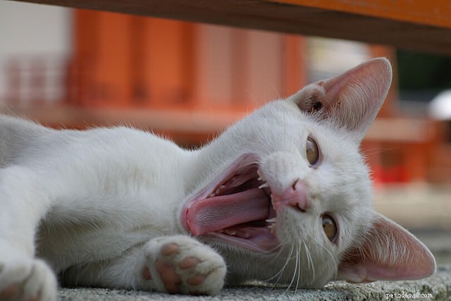 9 tandproblem att se efter hos katter