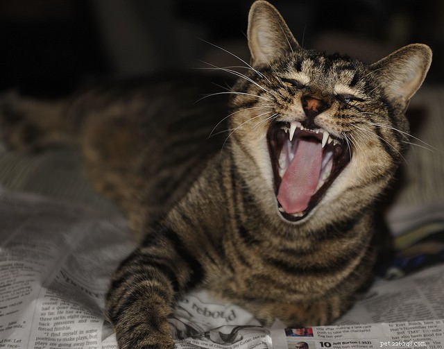 9 tandproblem att se efter hos katter