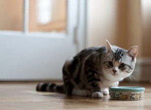 あなたの猫で気をつけるべき8つの重大な行動の変化 