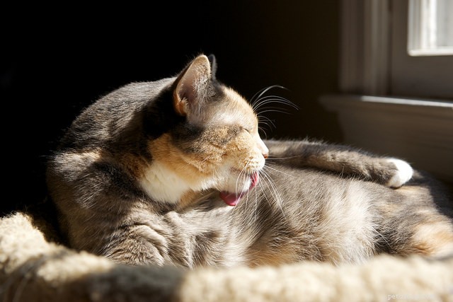 8 важных изменений в поведении вашей кошки, на которые следует обратить внимание