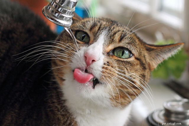 6 sinais de que seu gato precisa beber mais água