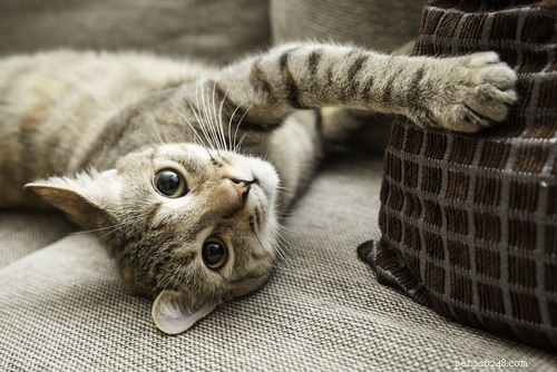 7 признаков того, что вашей кошке нужно больше двигаться