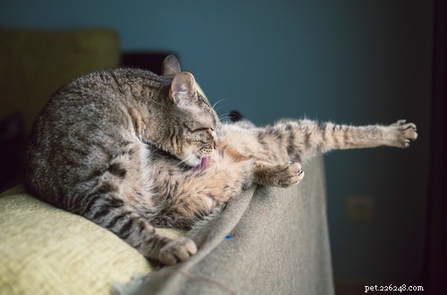 7 příznaků, že vaše kočka má OCD