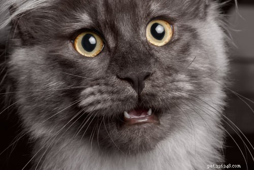 고양이가 강박 장애를 앓고 있다는 7가지 신호