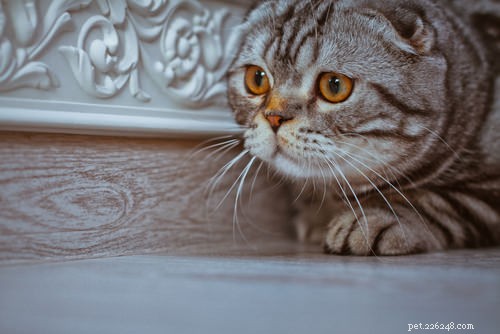 고양이가 강박 장애를 앓고 있다는 7가지 신호