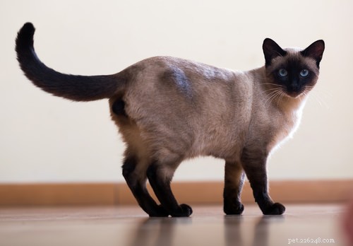 7 признаков того, что у вашей кошки ОКР