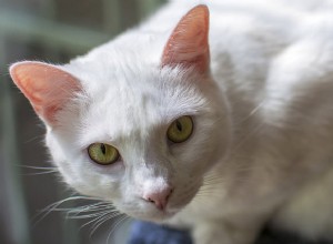 5夏の危険とそれらからあなたの猫を保護する方法 