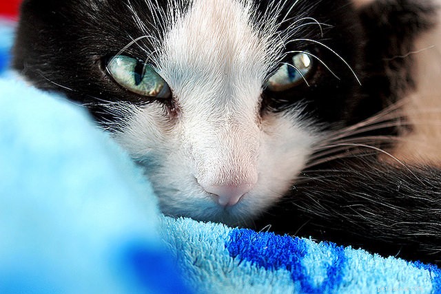 고양이 당뇨병:진단, 치료 및 예방