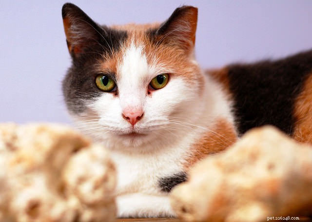 Диабет кошек:диагностика, лечение и профилактика