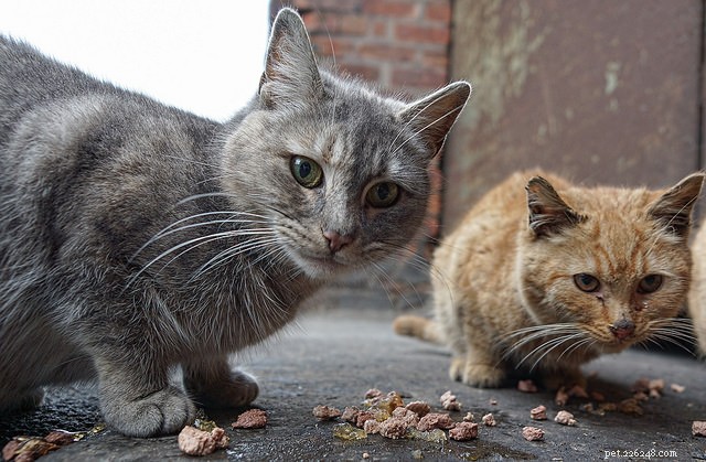 Le piège, neutralisation, retour (TNR) change la vie des chats errants – Voici pourquoi !