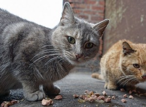 トラップ、ニューター、リターン（TNR）が野良猫の生活を変えています-理由はここにあります！ 