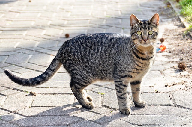 Ловушка, кастрация, возврат (TNR) меняет жизнь бездомных кошек – вот почему!