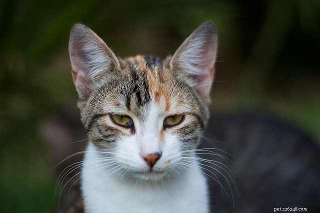 Ловушка, кастрация, возврат (TNR) меняет жизнь бездомных кошек – вот почему!