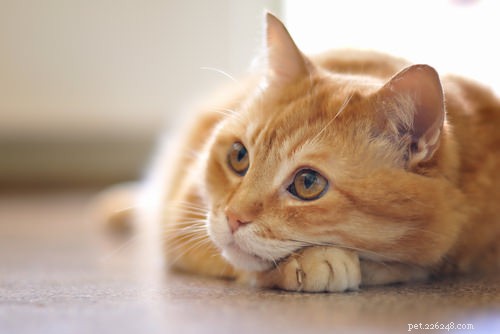 수의사로부터:고양이가 아프다는 5가지 숨겨진 신호