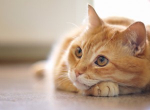 수의사로부터:고양이가 아프다는 5가지 숨겨진 신호
