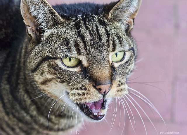 9 признаков диабета, о которых должны знать все владельцы кошек