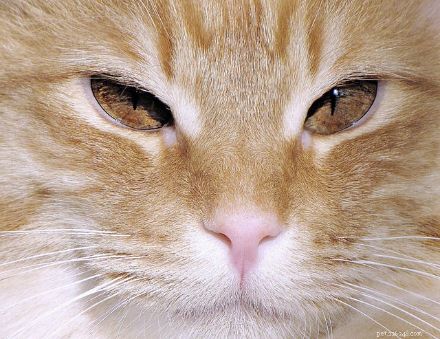 모든 소유자가 알아야 할 5가지 고양이 눈 문제