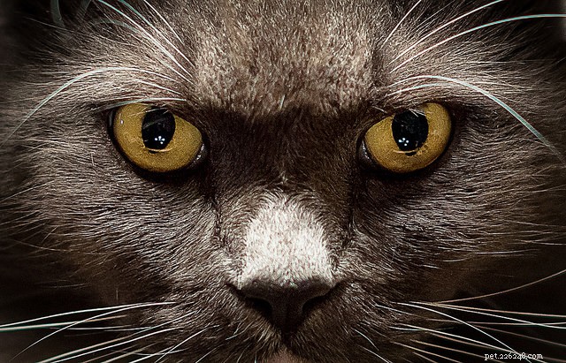 5 kočičích očních problémů, o kterých musí všichni majitelé vědět