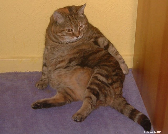 あなたの太りすぎの猫は危険にさらされている可能性があります 