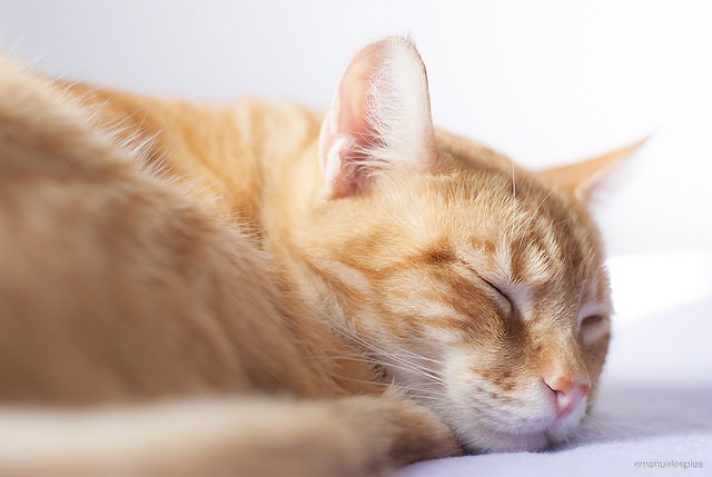 7 fatti sulle abitudini del sonno del tuo gatto