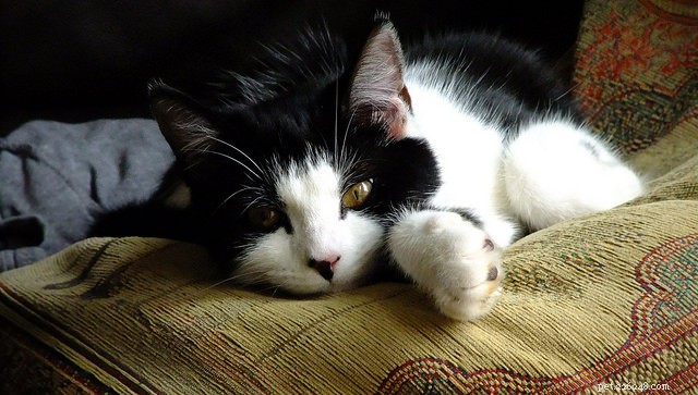 7 фактов о сне вашей кошки
