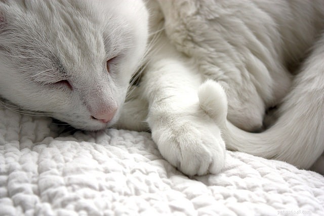 고양이의 수면 습관에 대한 7가지 사실