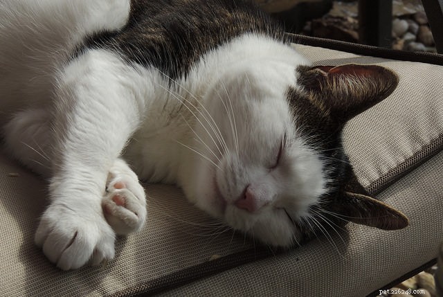 猫の睡眠習慣に関する7つの事実 
