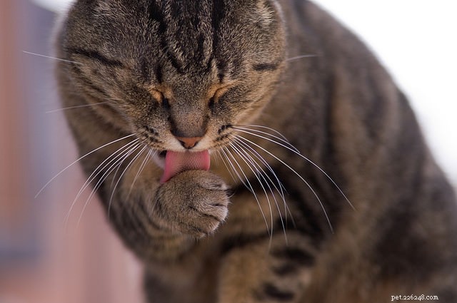 6 gedragsproblemen bij katten die mogelijk medische aandacht vereisen