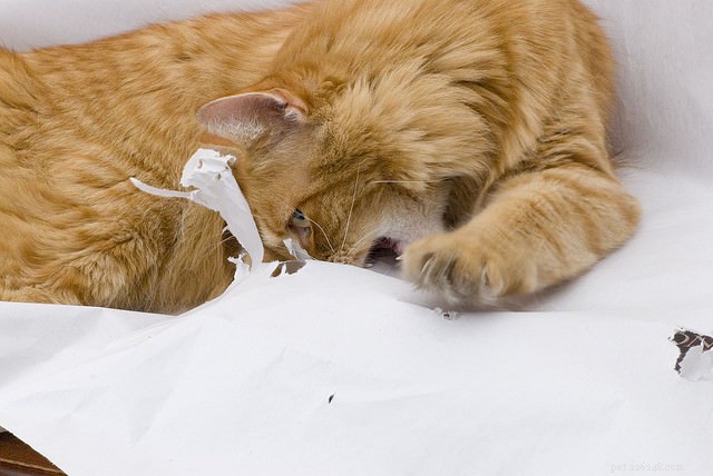 6 gedragsproblemen bij katten die mogelijk medische aandacht vereisen