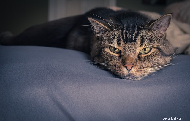 Ken deze 9 veelvoorkomende tekenen van kanker om uw kat een vechtkans te geven