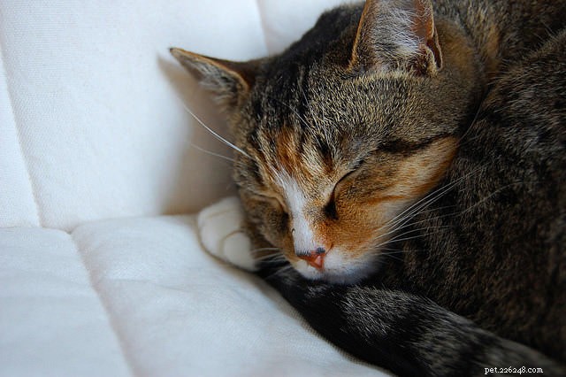 6 признаков того, что у вашей кошки депрессия