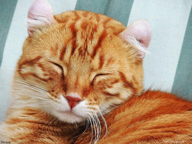 6 varovných příznaků, že je vaše kočka v depresi