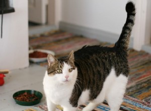 잘못된 고양이 사료를 먹였을 때 발생하는 7가지 건강 문제