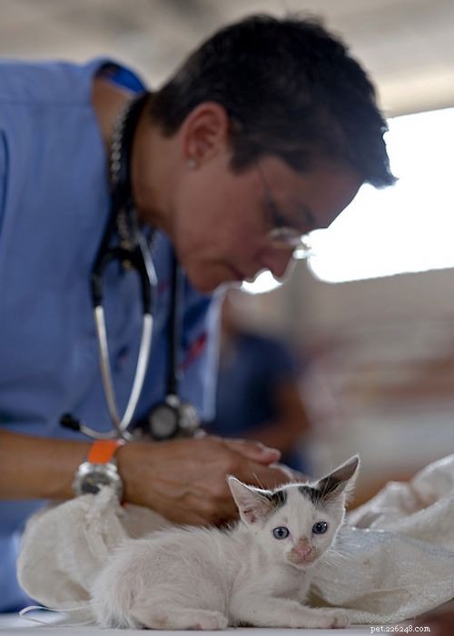 고양이가 수의사를 방문하는 주요 이유는 다음과 같습니다.
