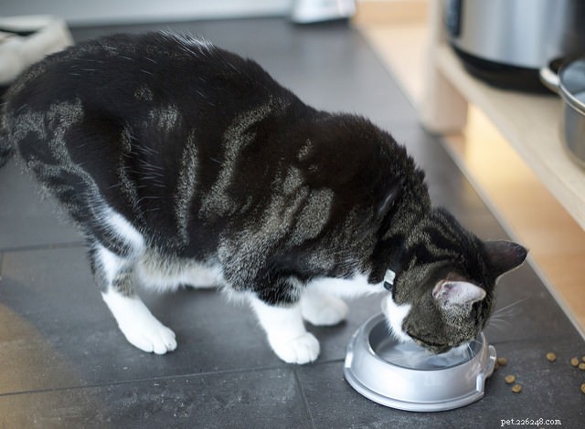 7 problemas de saúde causados ​​pela alimentação errada do gato