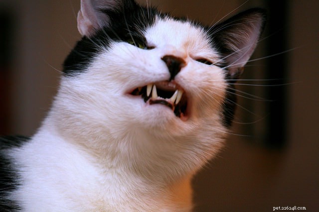 3 важные причины, почему здоровье зубов вашей кошки имеет значение