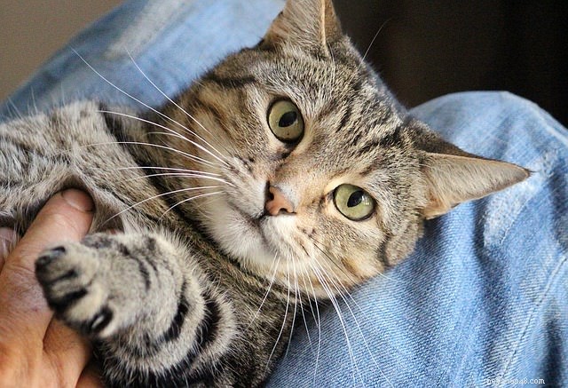 4 совета по профилактике рака у кошек