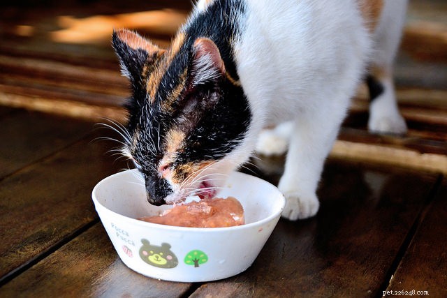 5 tekenen dat het tijd is om het voer van uw kat te veranderen