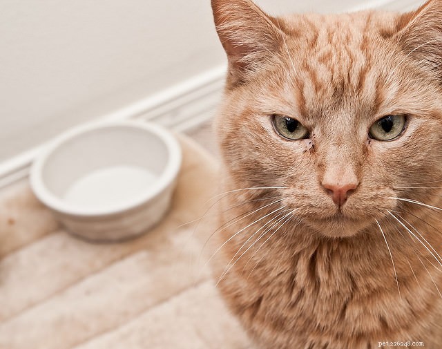 5 tekenen dat het tijd is om het voer van uw kat te veranderen