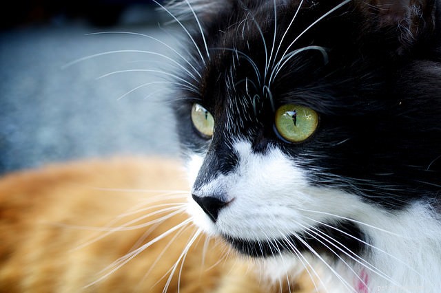 Tyto testy mohou pomoci udržet vaši nově adoptovanou kočku šťastnou a zdravou