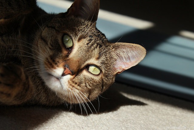 Esses testes podem ajudar a manter seu gato recém-adotado feliz e saudável