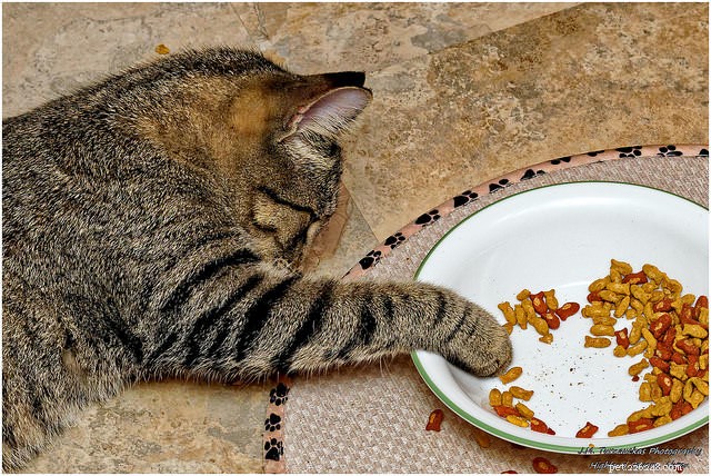 습식 및 건식 고양이 사료의 장단점